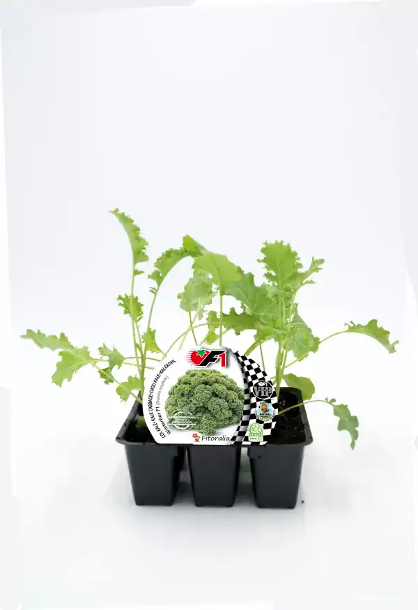 Follaje de brócoli ecológico en maceta para cultivo orgánico en huerto urbano sostenible.