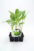 Joven planta de escarola ecológica en maceta cultivada para huerto urbano y huerto ecológico, ideal para agricultura sostenible y consumo saludable.