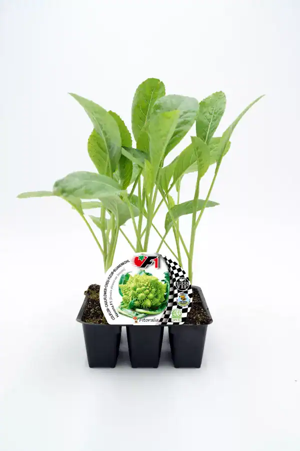 Joven planta de escarola ecológica en maceta cultivada para huerto urbano y huerto ecológico, ideal para agricultura sostenible y consumo saludable.