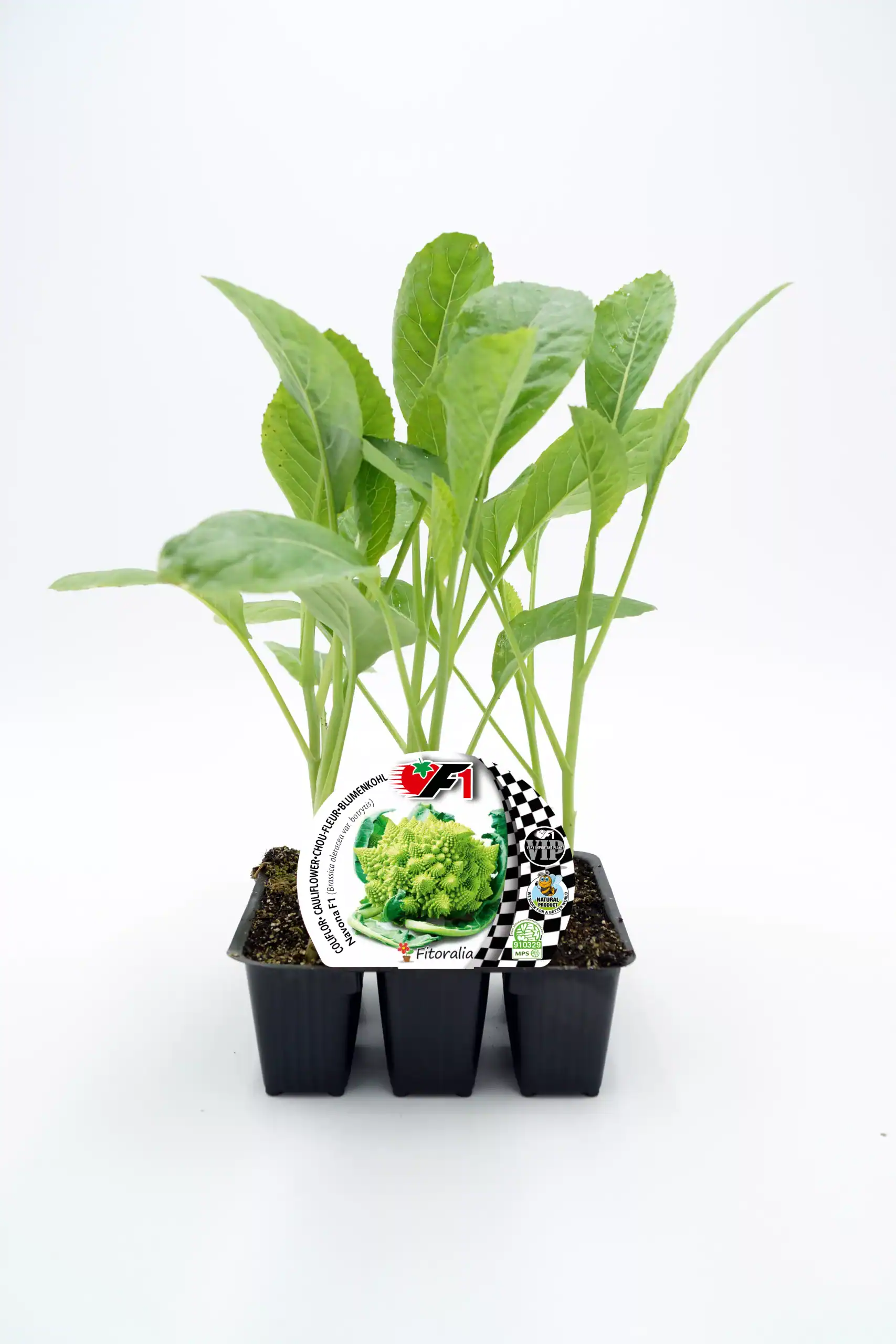 Joven planta de escarola ecológica en maceta cultivada para huerto urbano y huerto ecológico, ideal para agricultura sostenible y consumo saludable.