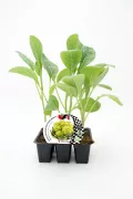 Joven brocoli cultivado en maceta, planta saludable y verde, lista para crecer en huerto ecológico.