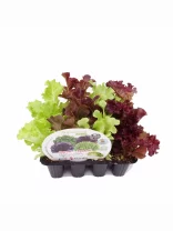 Hojas de lechuga de diferentes variedades en bandeja de cultivo, hídridas, ecológicas, ideales para agricultura orgánica y huertos urbanos.