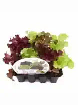 Jugos de lechuga variedad Salanova para cultivo hidropónico o en tierra, ideal para ensaladas frescas y saludables, con cultivo ecológico, de alta calidad y fácil cuidado.