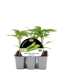 Cultivo de pimientos ecológicos en macetas, ideal para huertos urbanos sostenibles y agricultura orgánica, garantizando sabor intenso y alto rendimiento.