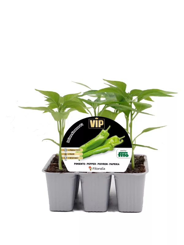 Cultivo de pimientos ecológicos en macetas, ideal para huertos urbanos sostenibles y agricultura orgánica, garantizando sabor intenso y alto rendimiento.