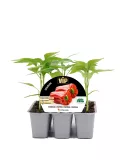 Jalapeño pimiento en maceta de cultivo orgánico, ideal para huertos caseros y ecológicos, promueve la productividad, vigor y resistencia de las plantas, cultivo sostenible, semillas de alta calidad.