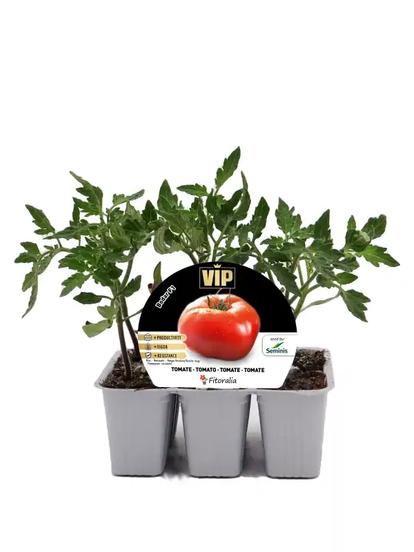 Tomatera joven en maceta con etiqueta de semillas VIP, lista para cultivo en huerto urbano o jardín, promoviendo productos orgánicos, saludables y sostenibles.