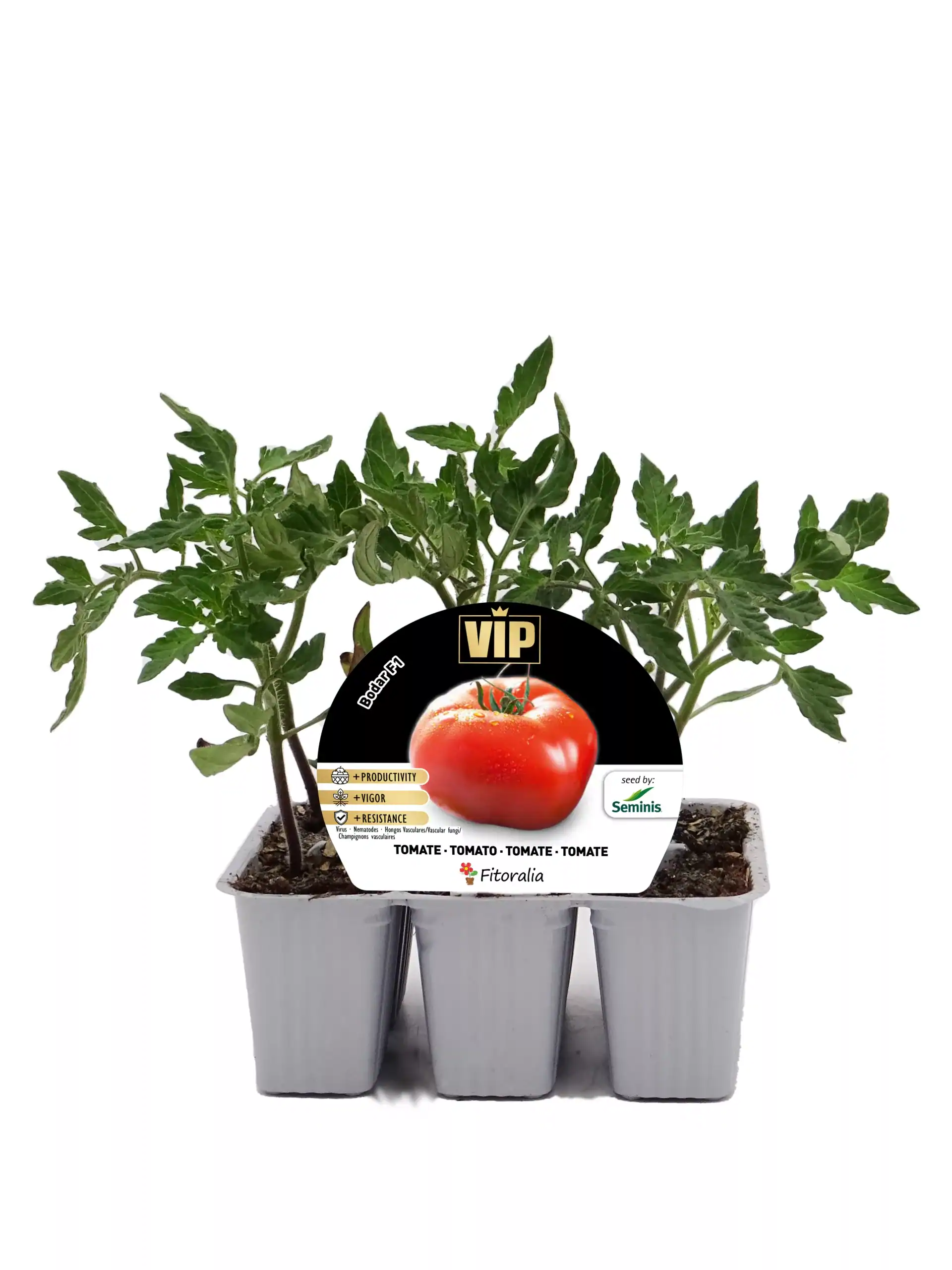 Tomatera joven en maceta con etiqueta de semillas VIP, lista para cultivo en huerto urbano o jardín, promoviendo productos orgánicos, saludables y sostenibles.