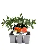 Tomatera en maceta con label de semillas VIP Cherokeeeta Fitoralia, plantas verdes y saludables lista para cultivar tomates vecinos y resistentes.