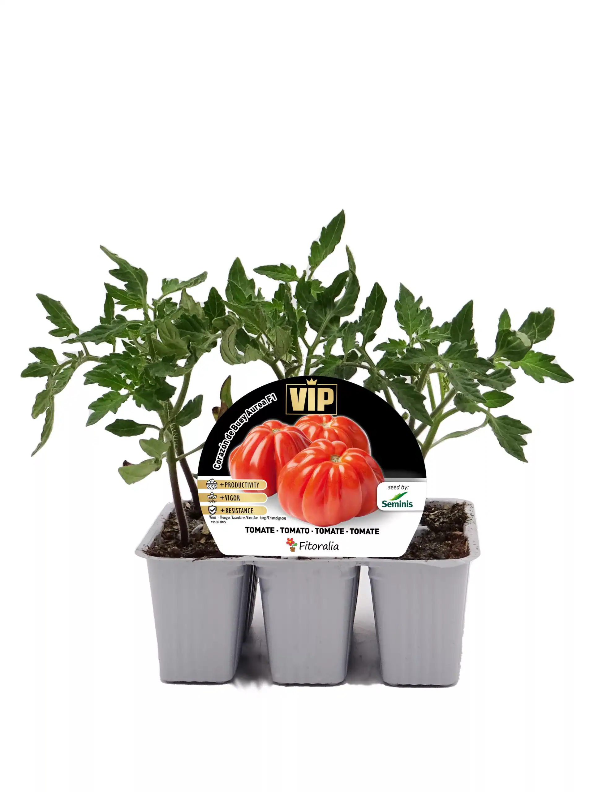 Tomatera enmacetada en bandeja de cultivo con hojas verdes vibrantes, ideal para huertos ecológicos y agricultura orgánica.