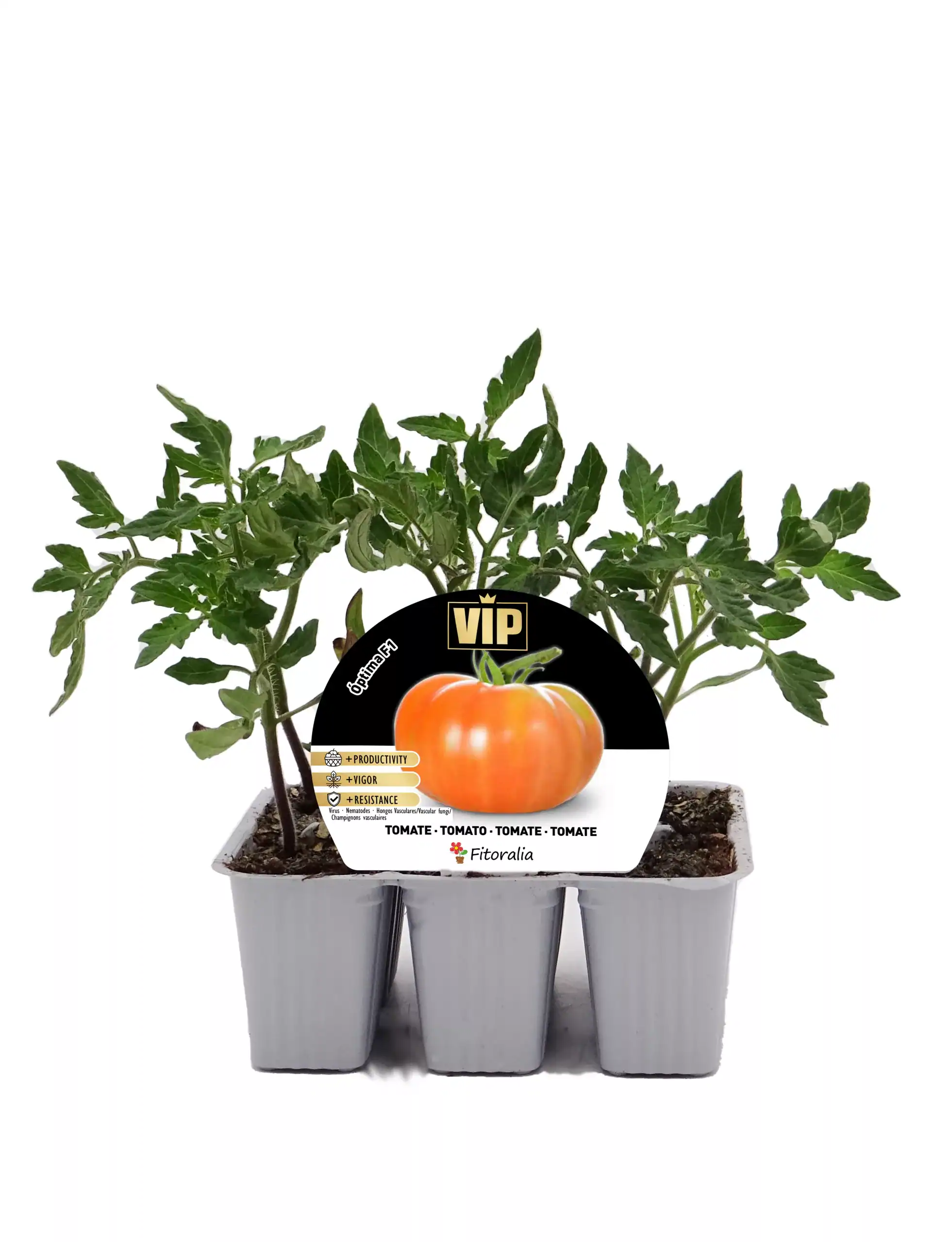 Tomatera en maceta, cultivo ecológico, huerto urbano, semillas de tomate, producción de tomates saludables, cultivo sostenible, huerto.bio.