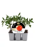 Tomate en maceta, variedad VIP, cultivo ecológico de huerto.bio, ideal para huertos caseros y agricultura sostenible, con alta productividad y resistencia, planta saludable para cosecha de tomates orgánicos.