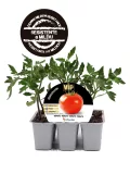 Tomatera en maceta con etiqueta de cultivo de tomate con características de productividad y resistencia.