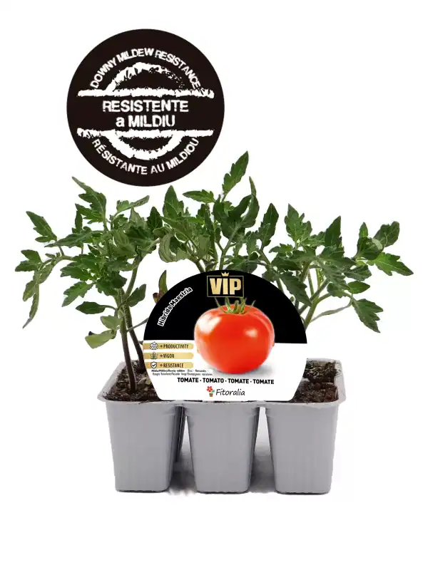 Tomatera en maceta con etiqueta de cultivo de tomate con características de productividad y resistencia.