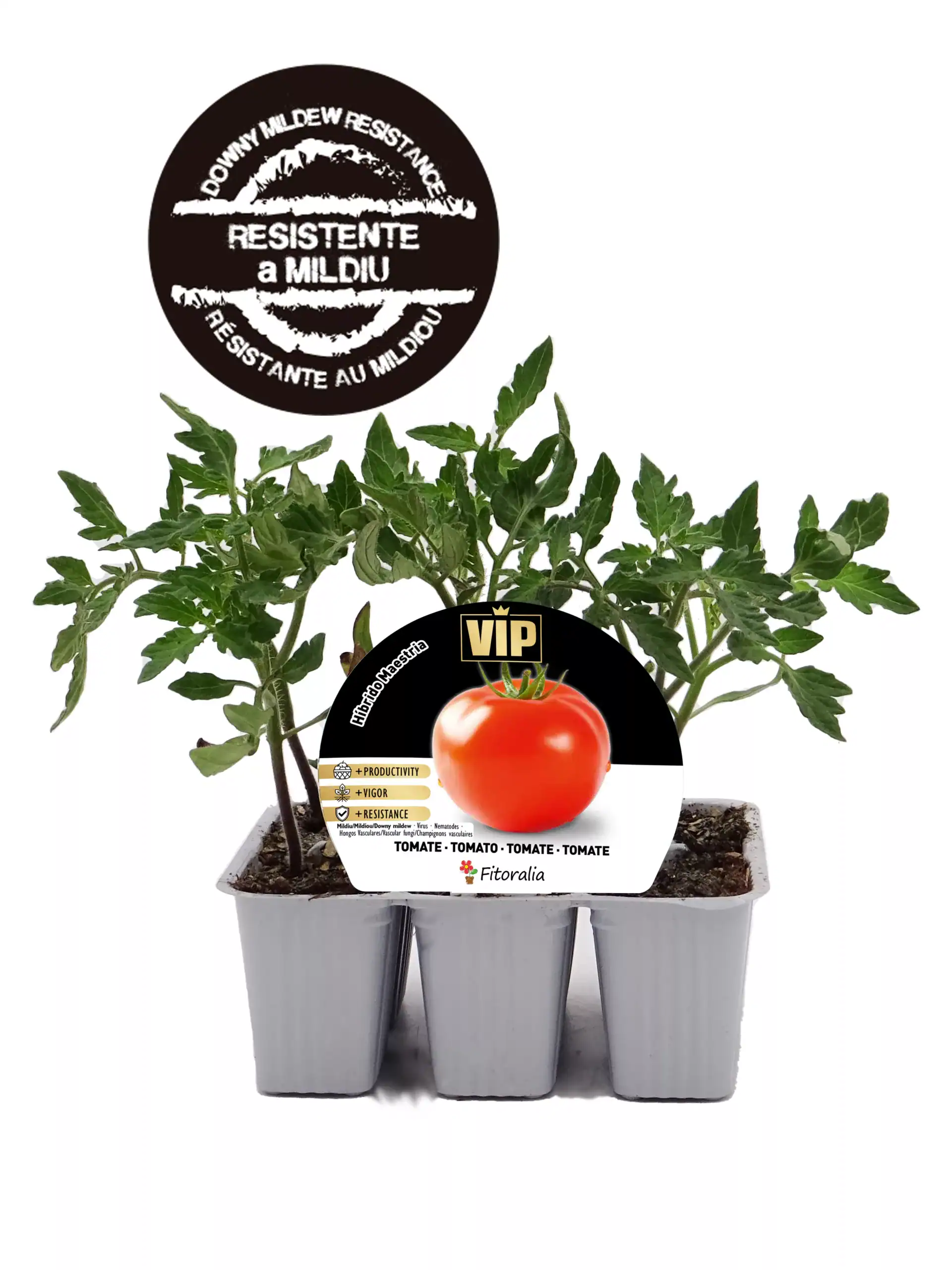 Tomatera en maceta con etiqueta de cultivo de tomate con características de productividad y resistencia.