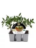 Tomates en bandeja de cultivo con etiqueta de semilla Vip Fitoralia, crecimiento en maceta pequeña, vegetales ecológicos de alta resistencia y sabor, ideales para huertos caseros y agricultura sostenible.