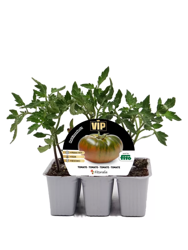 Tomates en bandeja de cultivo con etiqueta de semilla Vip Fitoralia, crecimiento en maceta pequeña, vegetales ecológicos de alta resistencia y sabor, ideales para huertos caseros y agricultura sostenible.