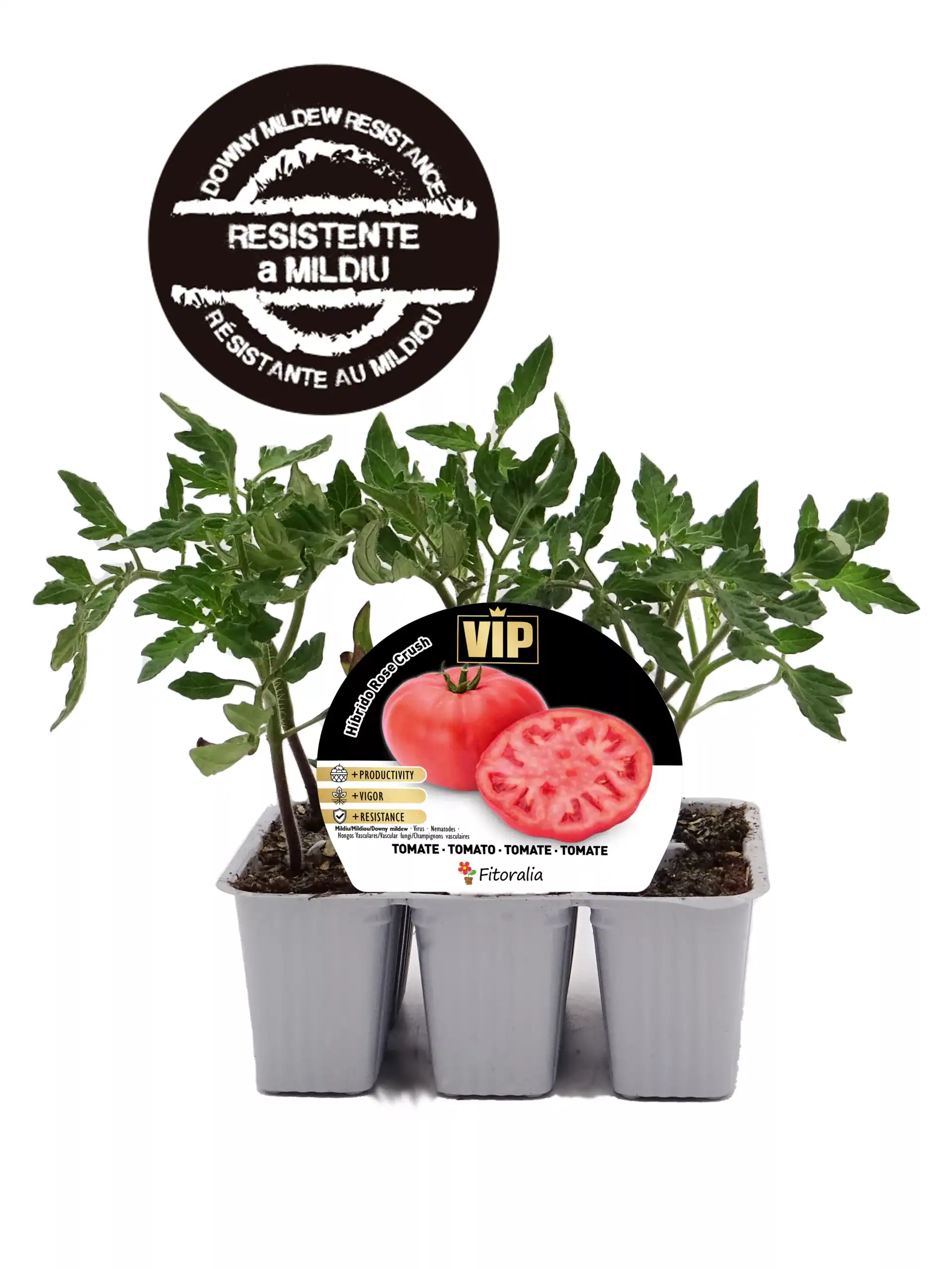 Tomate VIP híbrido, en maceta de cultivo, con follaje verde y frutificación en proceso, ideal para huertos urbanos y casa, de cosecha rápida y resistente a enfermedades, promoviendo la productividad y vigor de los cultivos.