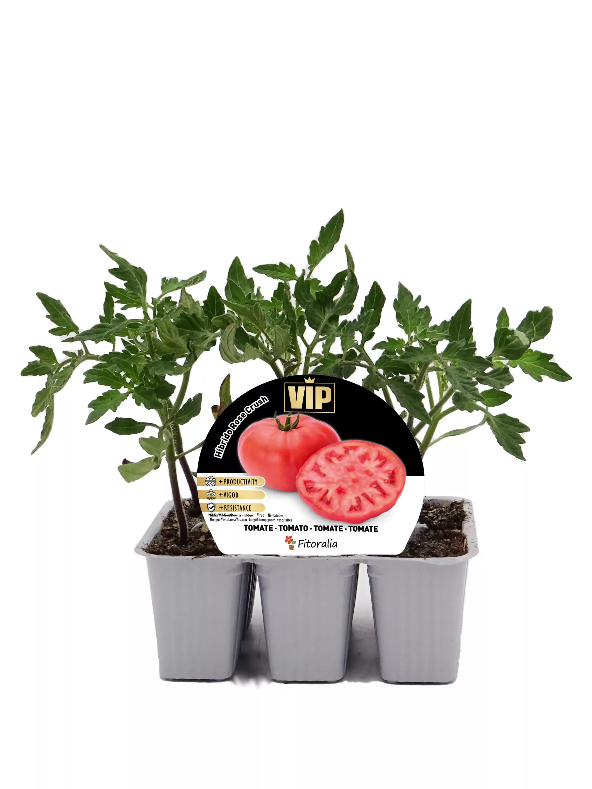 Tomatera en bandeja de jardinería con hojas verdes saludables y una etiqueta que indica variedades de tomate híbrido VIP. Ideal para cultivo ecológico y con alto rendimiento.