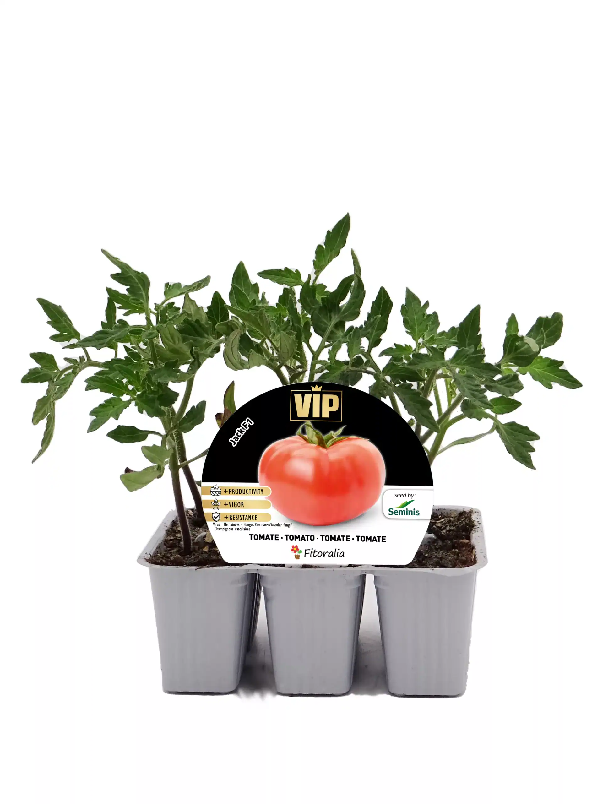 Tomatera en bandeja de cultivo, planta joven y saludable con hojas verdes, ideal para huertos urbanos y jardinería ecológica, produce tomates orgánicos y frescos.