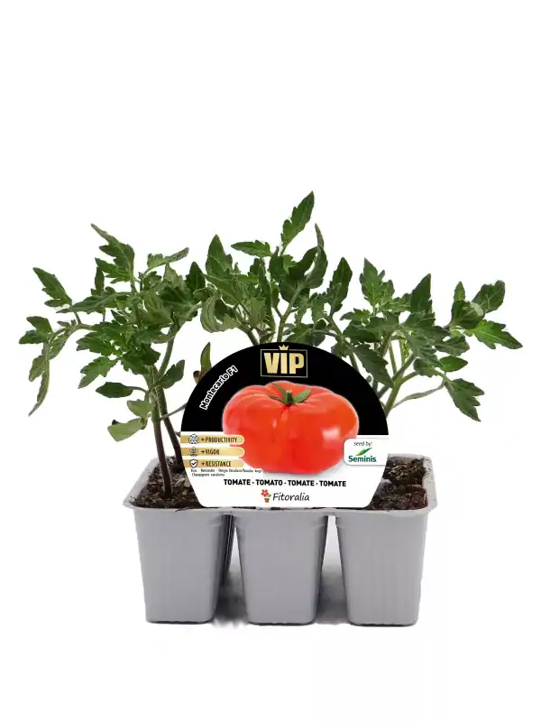 Tomatera en maceta pequeña, cultivo de tomate orgánico y saludable, ideal para huerto urbano, con follaje verde y frutos en crecimiento, perfecta para cultivar en casa.