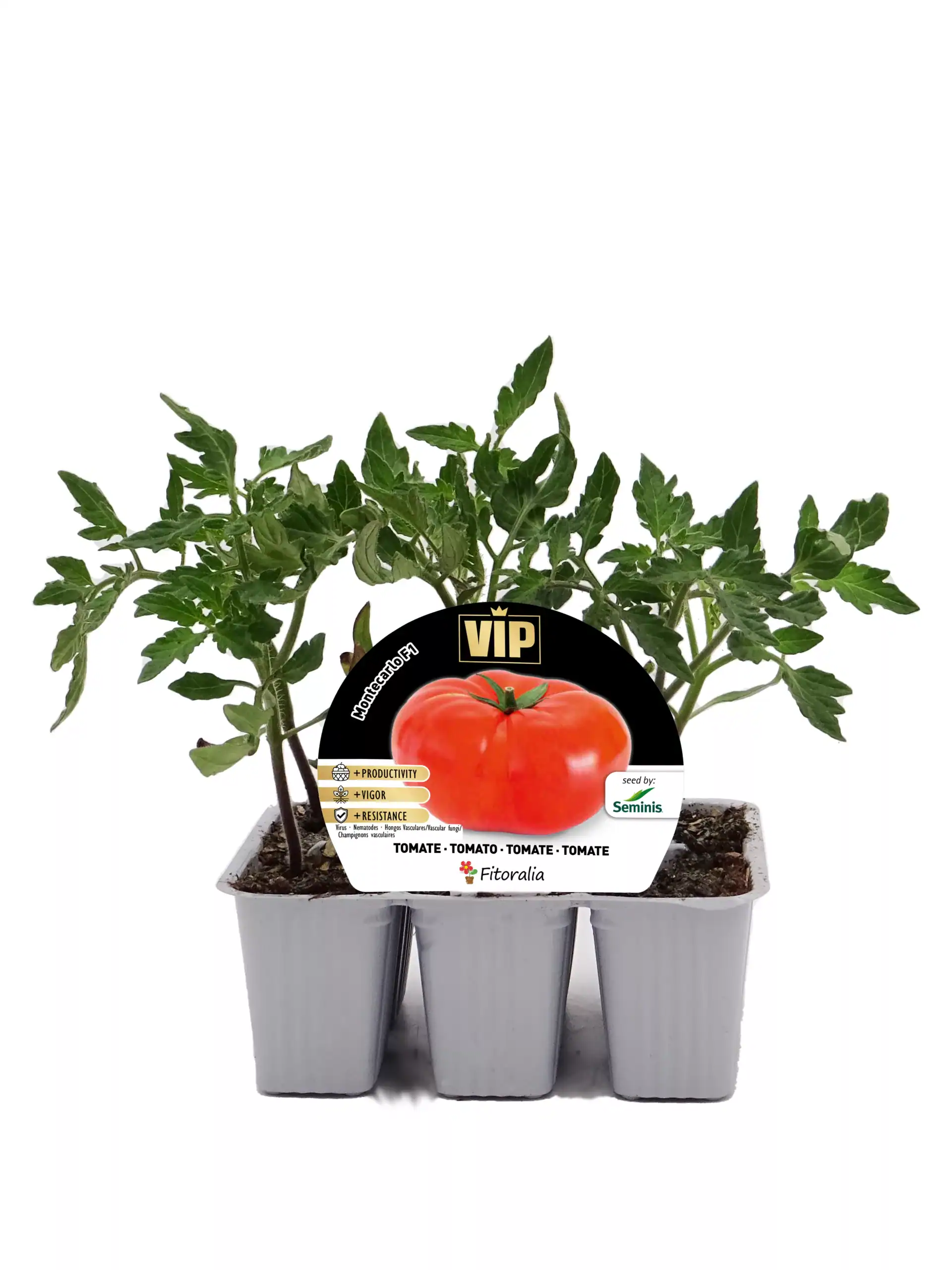 Tomatera en maceta pequeña, cultivo de tomate orgánico y saludable, ideal para huerto urbano, con follaje verde y frutos en crecimiento, perfecta para cultivar en casa.