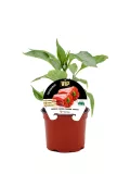 Hortaliza en maceta de pimientos rojos, crecimiento en casa, cultivo ecológico, producto orgánico, huerto urbano, semillas de calidad, agricultura sostenible, huerto.bio, cultivo de pimientos, jardín en interior.