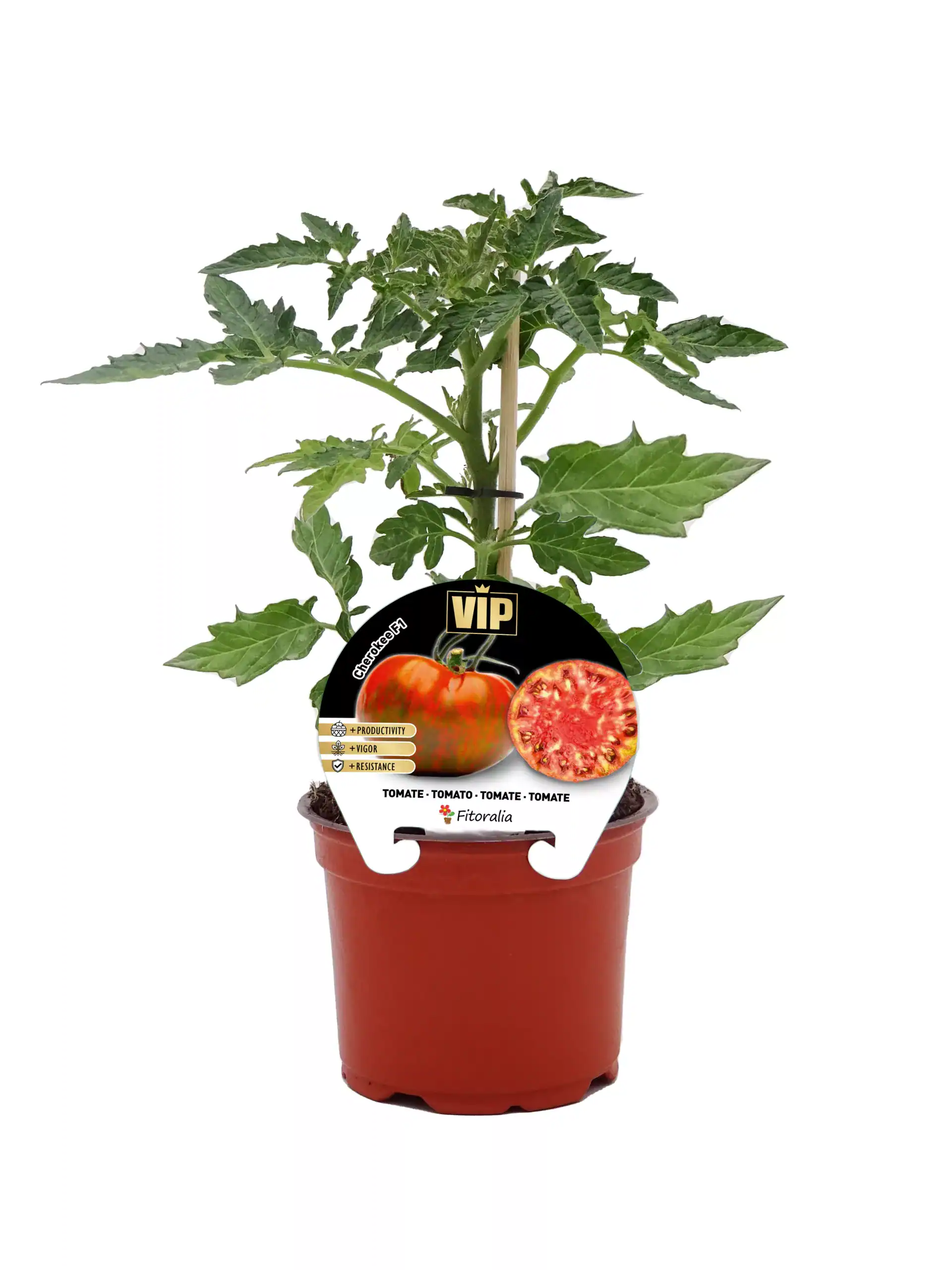 Tomate en maceta de cultivo ecológico, planta de tomate cherry vip con hojas verdes y frutos jóvenes en crecimiento, ideal para huertos caseros y agricultura orgánica.