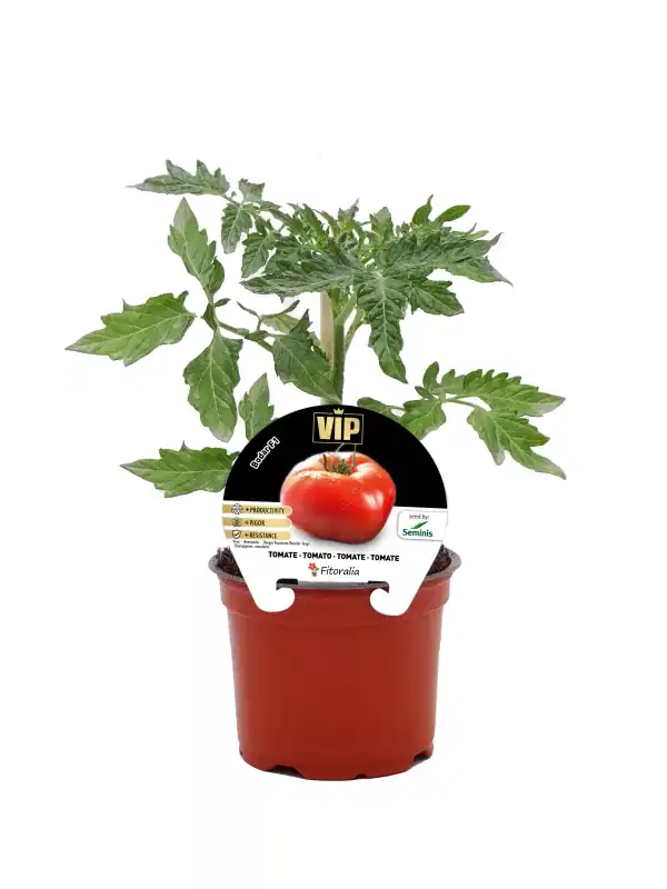 Jardín de tomates orgánicos en maceta, plantas saludables y verdes, con etiqueta de semillas VIP en un entorno natural.