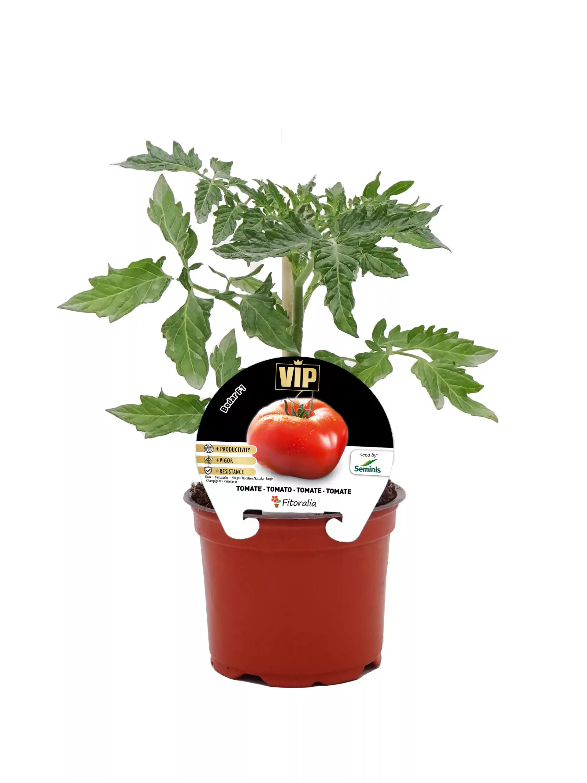 Jardín de tomates orgánicos en maceta, plantas saludables y verdes, con etiqueta de semillas VIP en un entorno natural.