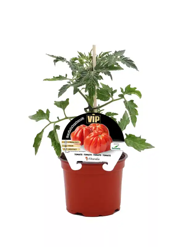 Ramillete de tomates en maceta, cultivo ecológico y cuidado en huerto.bio para obtener tomates frescos y saludables en casa.