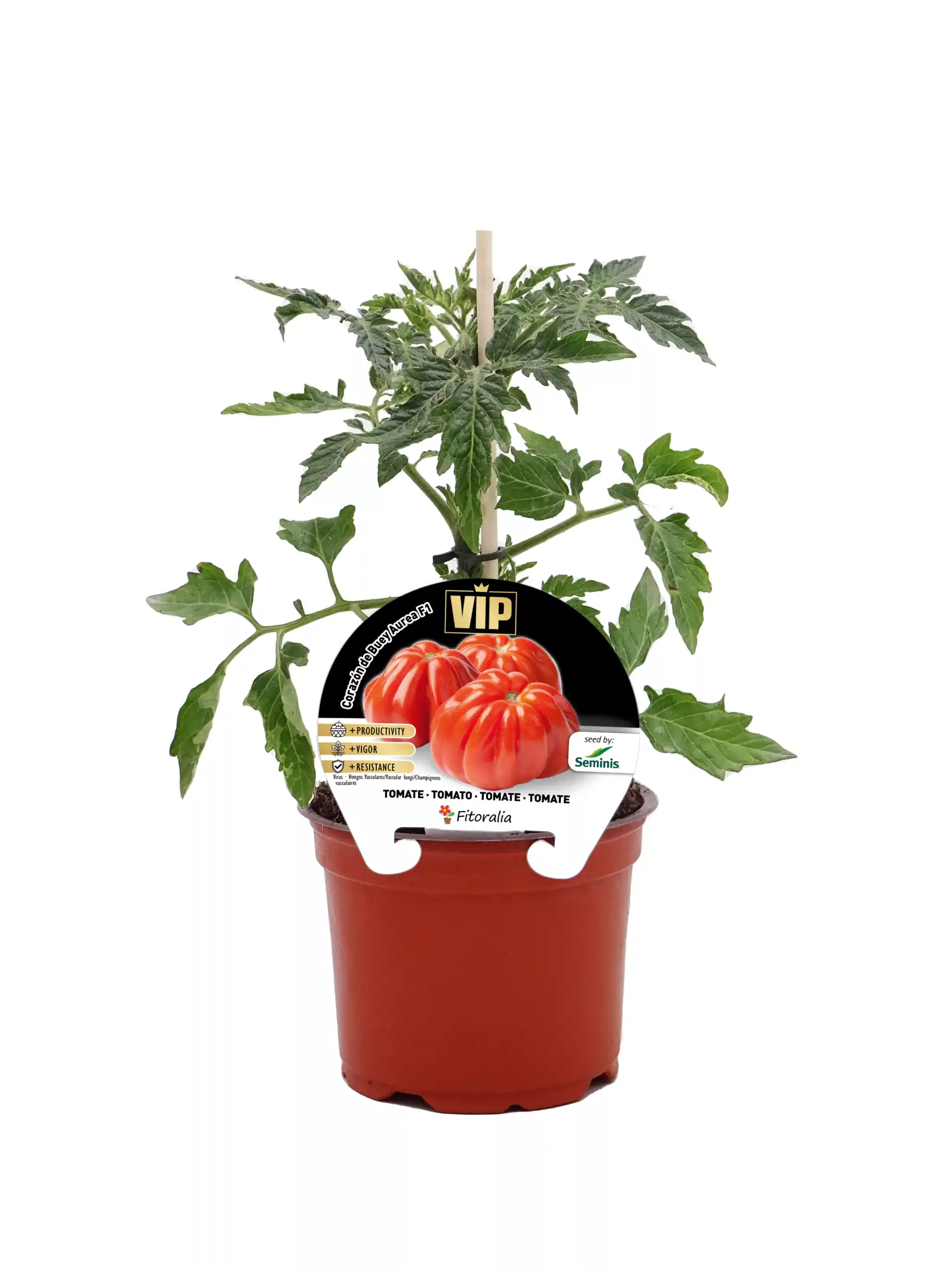 Ramillete de tomates en maceta, cultivo ecológico y cuidado en huerto.bio para obtener tomates frescos y saludables en casa.