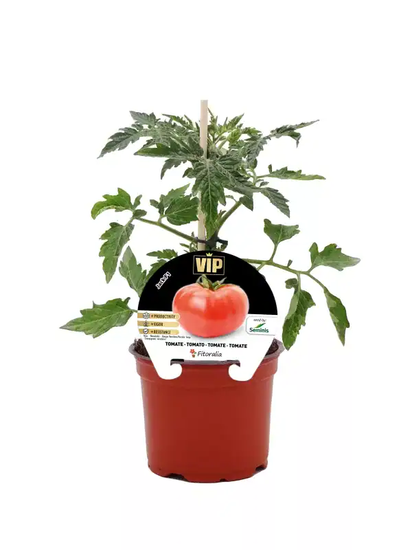 Tomatera en maceta con etiqueta de semilla VIP, cultivo de tomates orgánicos, saludable y ecológico, ideal para huerto urbano y jardinería eco-friendly.