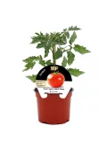 Tomatera en maceta, planta de tomate orgánico, cultivo en interior, huerto ecológico, planta resistente para jardín o balcón, huerto.bio.