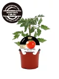 Tomatera en maceta, planta de tomate saludable y madura, cultivo ecológico en huerto urbano, ideal para cocina saludable y orgánica.