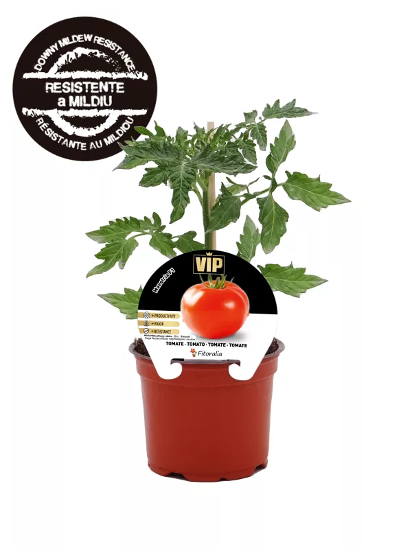 Tomatera en maceta, planta de tomate saludable y madura, cultivo ecológico en huerto urbano, ideal para cocina saludable y orgánica.