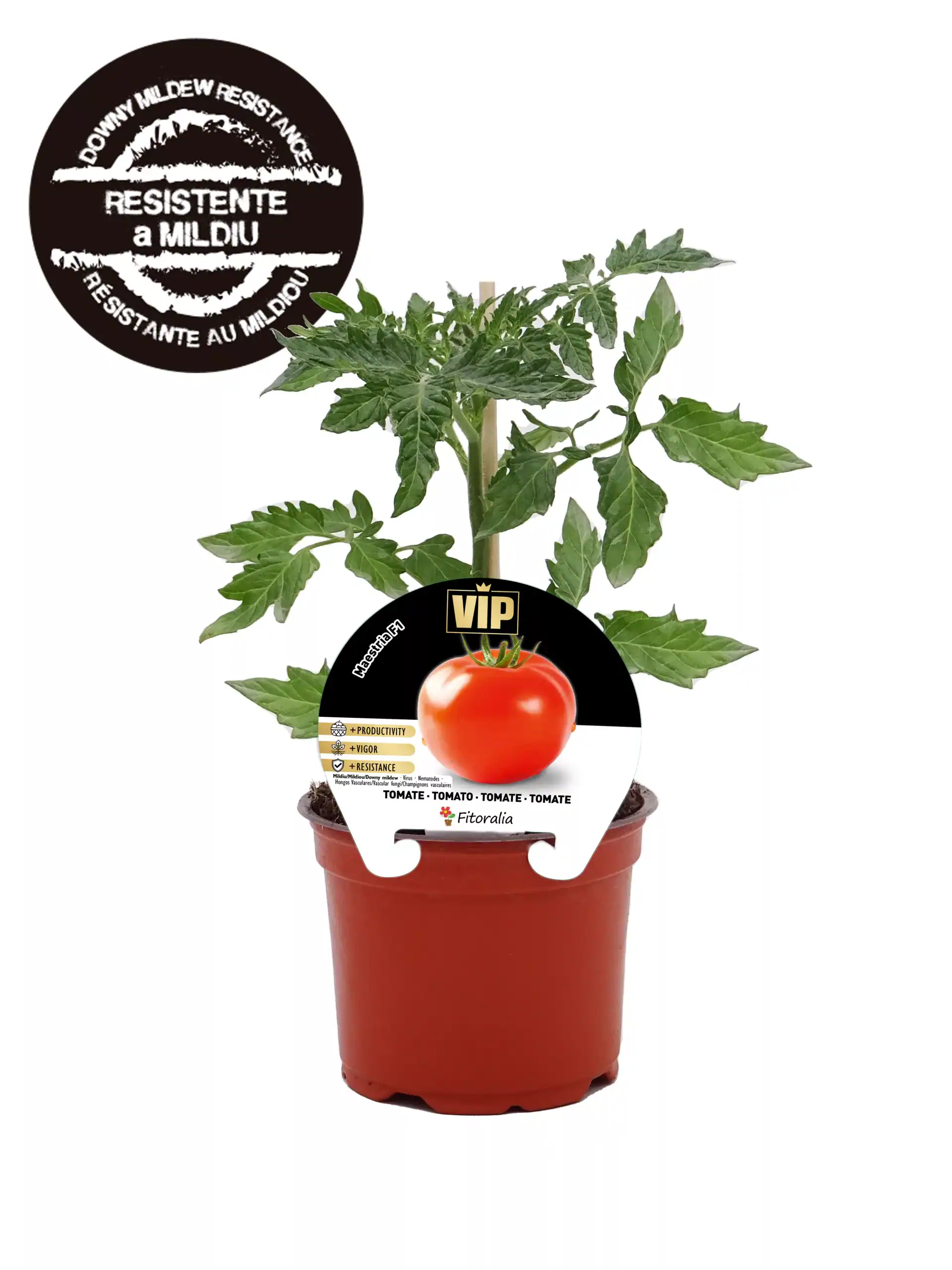 Tomatera en maceta, planta de tomate saludable y madura, cultivo ecológico en huerto urbano, ideal para cocina saludable y orgánica.