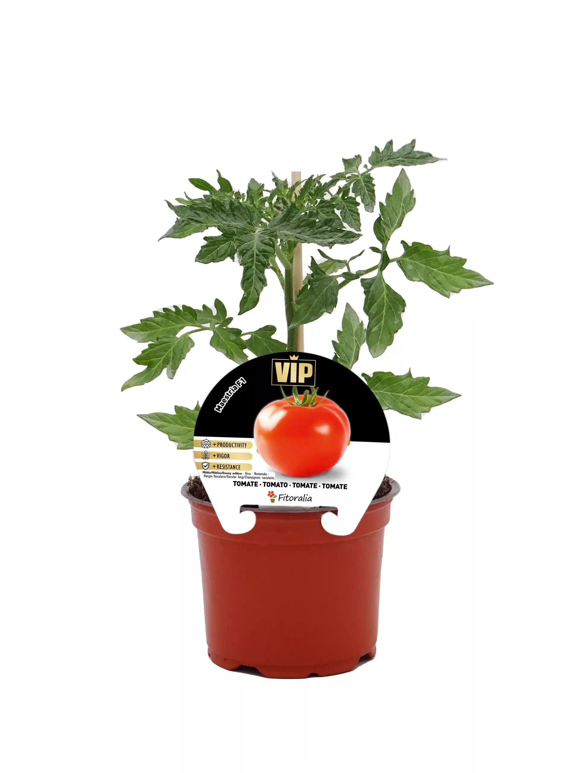 Tomatera en maceta, planta de tomate orgánico, cultivo en interior, huerto ecológico, planta resistente para jardín o balcón, huerto.bio.