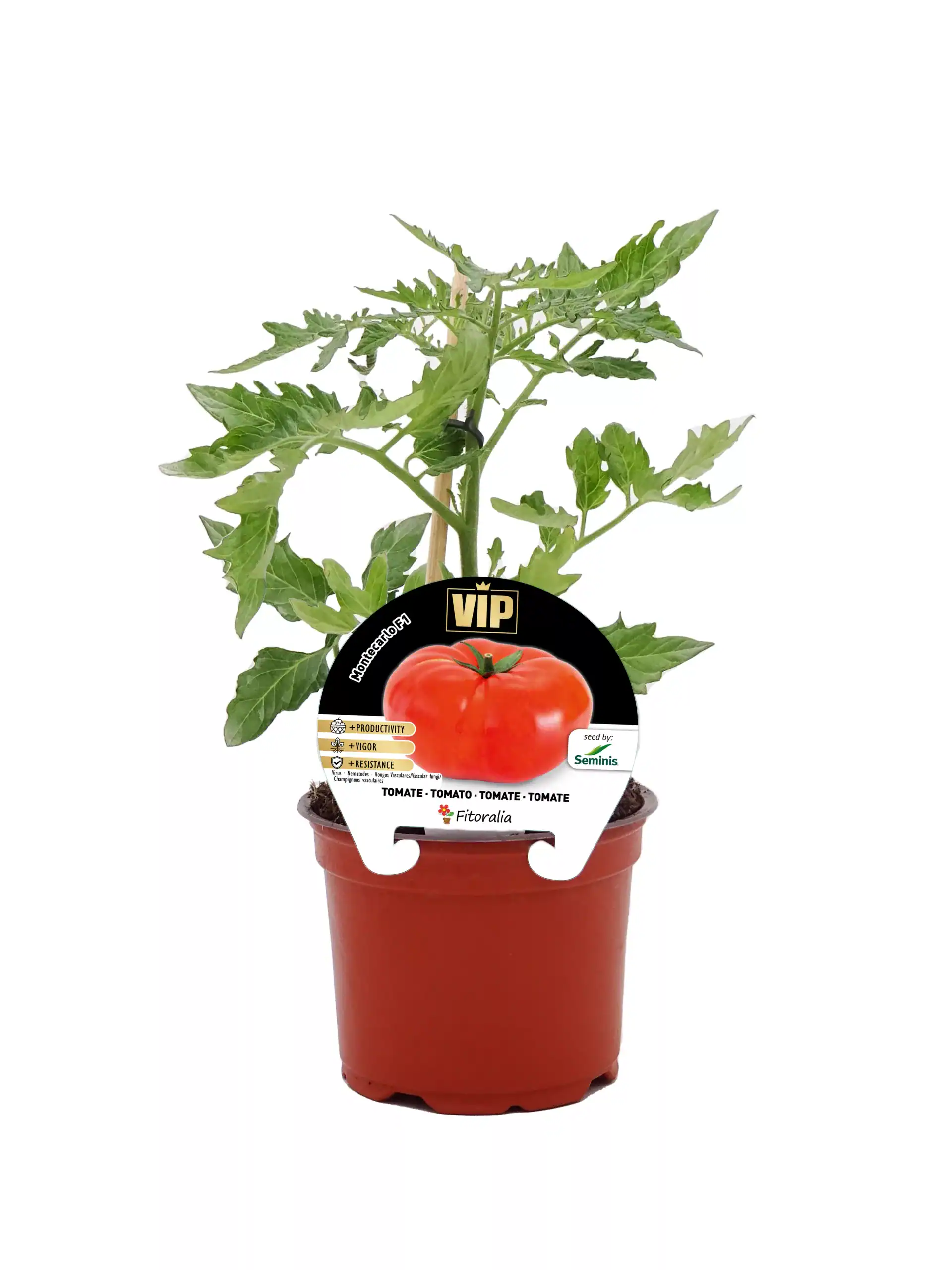 Tomatera en maceta, planta de tomate en crecimiento con follaje verde, ideal para huertos ecológicos, cultivo casero y agricultura sostenible, crecimiento saludable, huerto.bio.