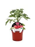 Tomatera en maceta, variedad Monte Rosa, cultivo ecológico, planta de tomate con hojas verdes y frutillas en crecimiento, ideal para huertos urbanos y jardines ecológicos.