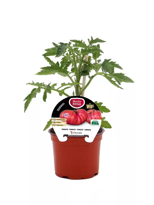 Tomatera en maceta, variedad Monte Rosa, cultivo ecológico, planta de tomate con hojas verdes y frutillas en crecimiento, ideal para huertos urbanos y jardines ecológicos.