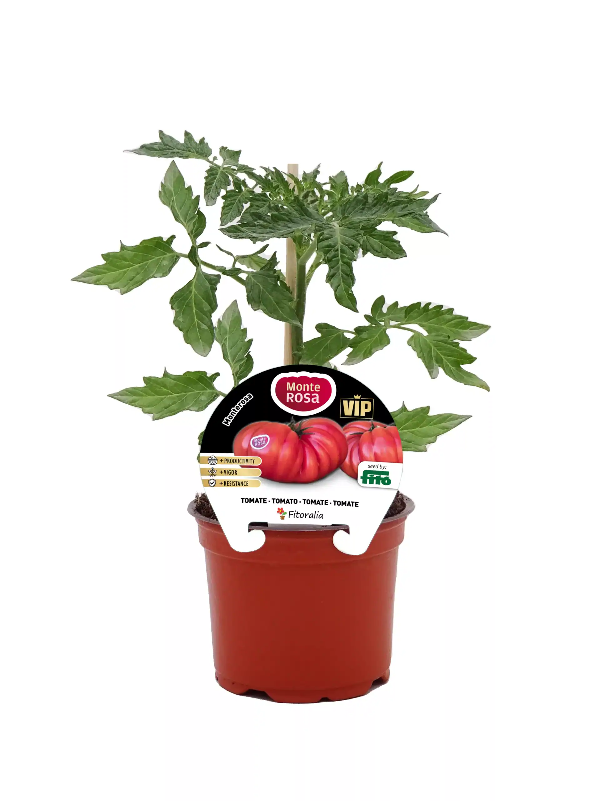 Hortaliza de tomate en maceta, huerto ecológico, cultivo de alimentos orgánicos, jardinería sostenible, variedad Monte Rosa.