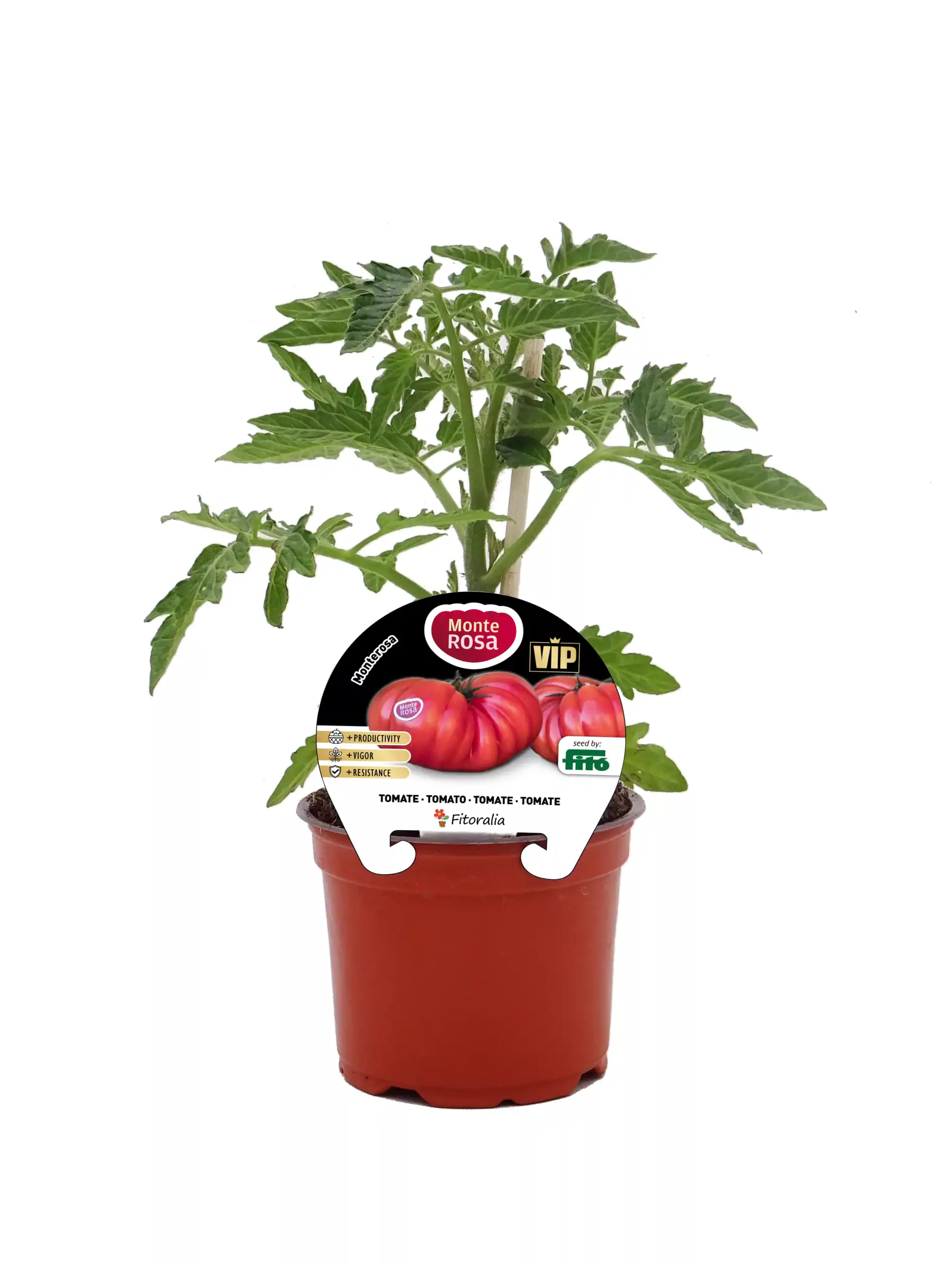 Tomatera en maceta, variedad Monte Rosa, cultivo ecológico, planta de tomate con hojas verdes y frutillas en crecimiento, ideal para huertos urbanos y jardines ecológicos.