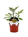 Tomatera en maceta con etiqueta de semilla VIP, cultivar ecológico, crecimiento saludable, vegetal orgánico, agricultura sostenible.
