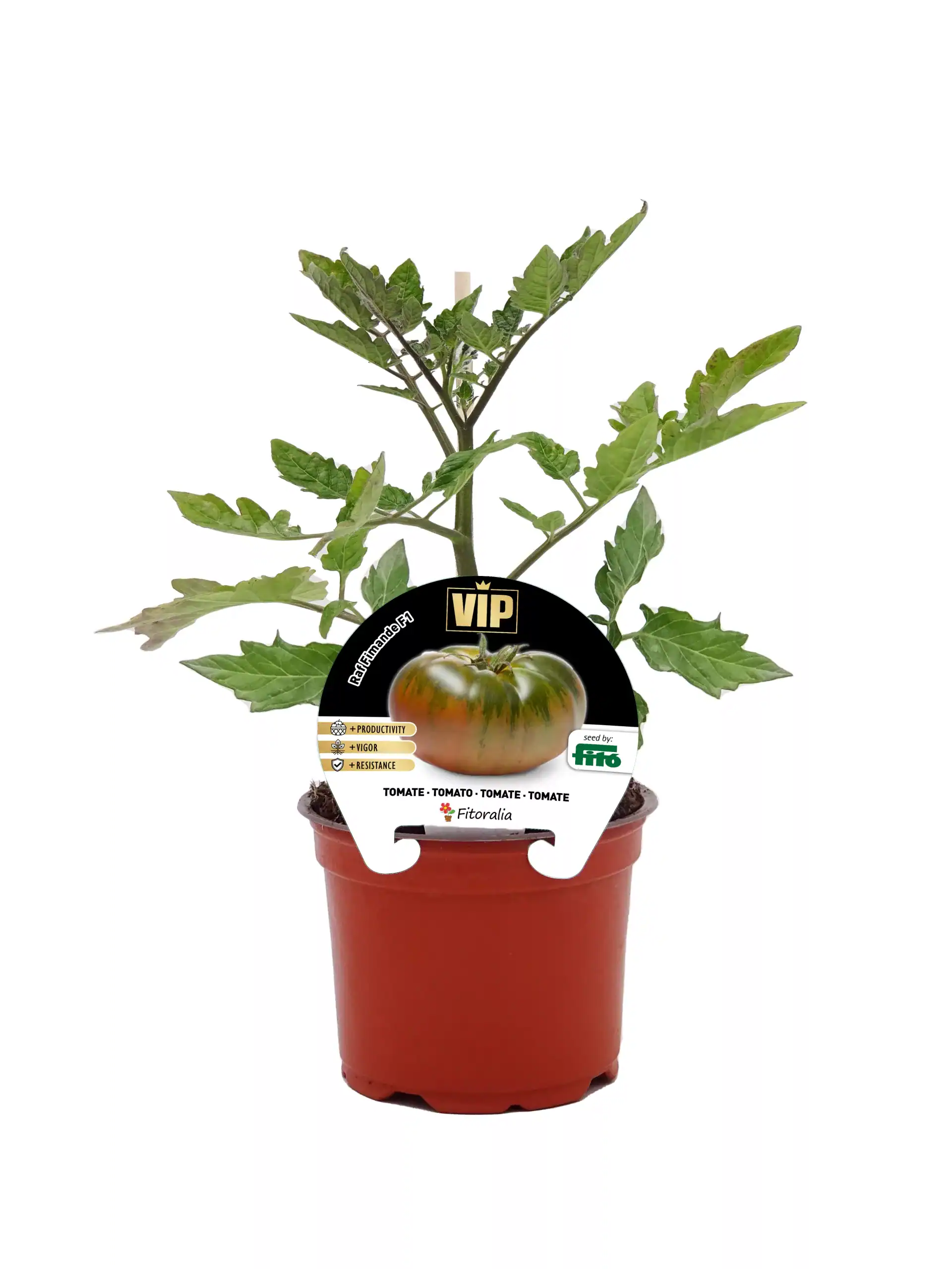 Tomatera en maceta con etiqueta de semilla VIP, cultivar ecológico, crecimiento saludable, vegetal orgánico, agricultura sostenible.