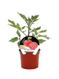 Tomatera en maceta para cultivo ecológico, variedad VIP con alto rendimiento, resistencia y vigor, ideal para huertos urbanos y jardines orgánicos.