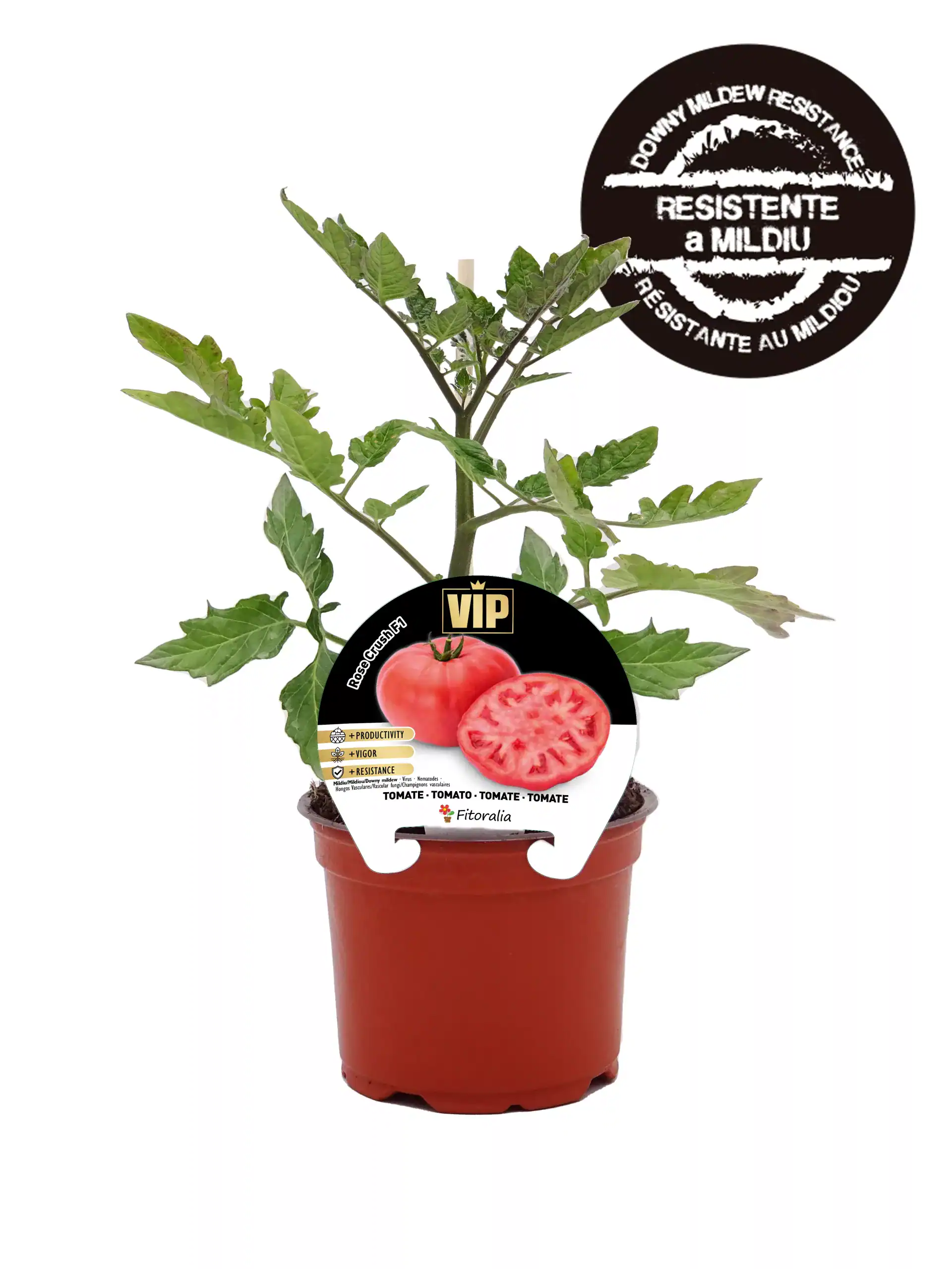 Tomate VIP cultivo en maceta, resistente a mildiu, ideal para huertos urbanos, rústicos y caseros, ofrece mayor productividad, vigor y resistencia, cultivado por Huerto.Bio.