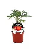 Tomatera en maceta con etiqueta de variedad Wabi-Sabi de huerto.bio, con hojas verdes y tallo robusto, lista para cultivar en casa o jardín.