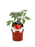 Tomatera en maceta, cultivo orgánico y sostenible de huerto.bio.