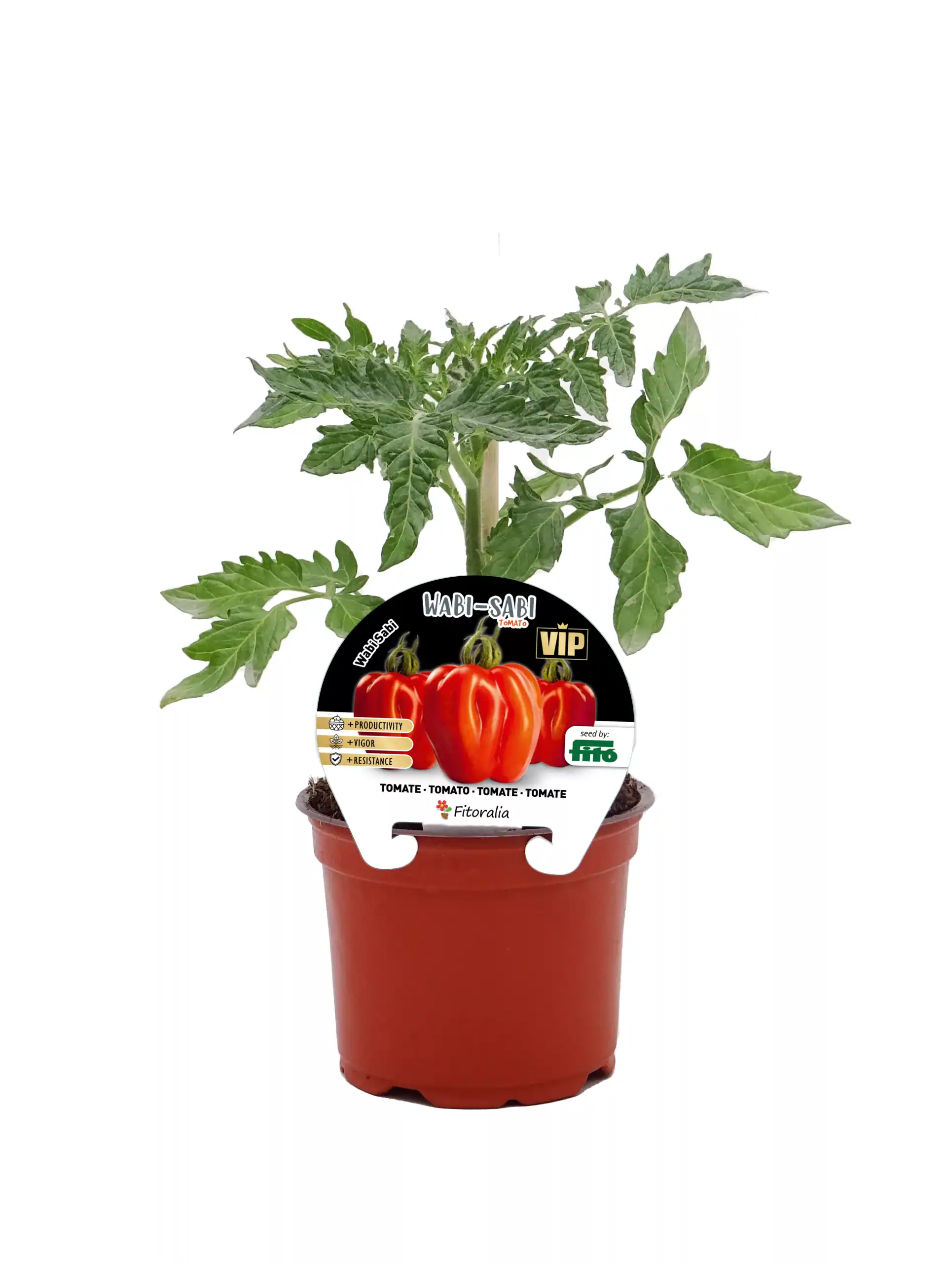 Tomatera en maceta, cultivo orgánico y sostenible de huerto.bio.